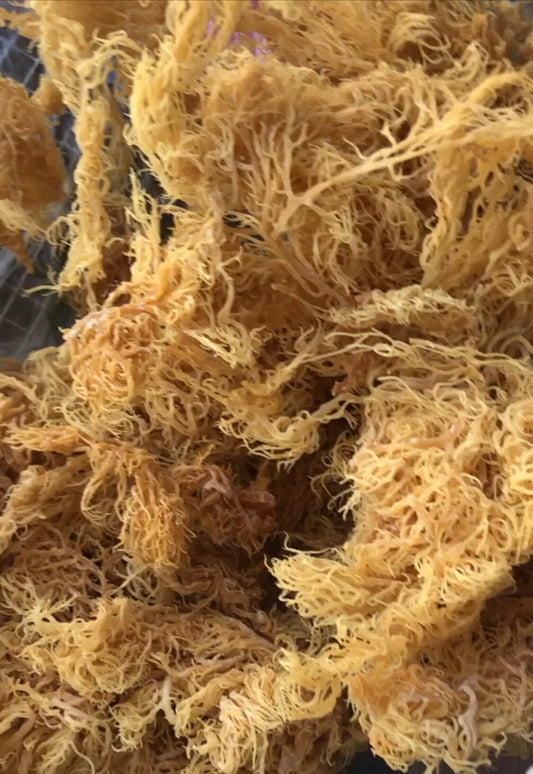 Wild Crafted Sea Moss