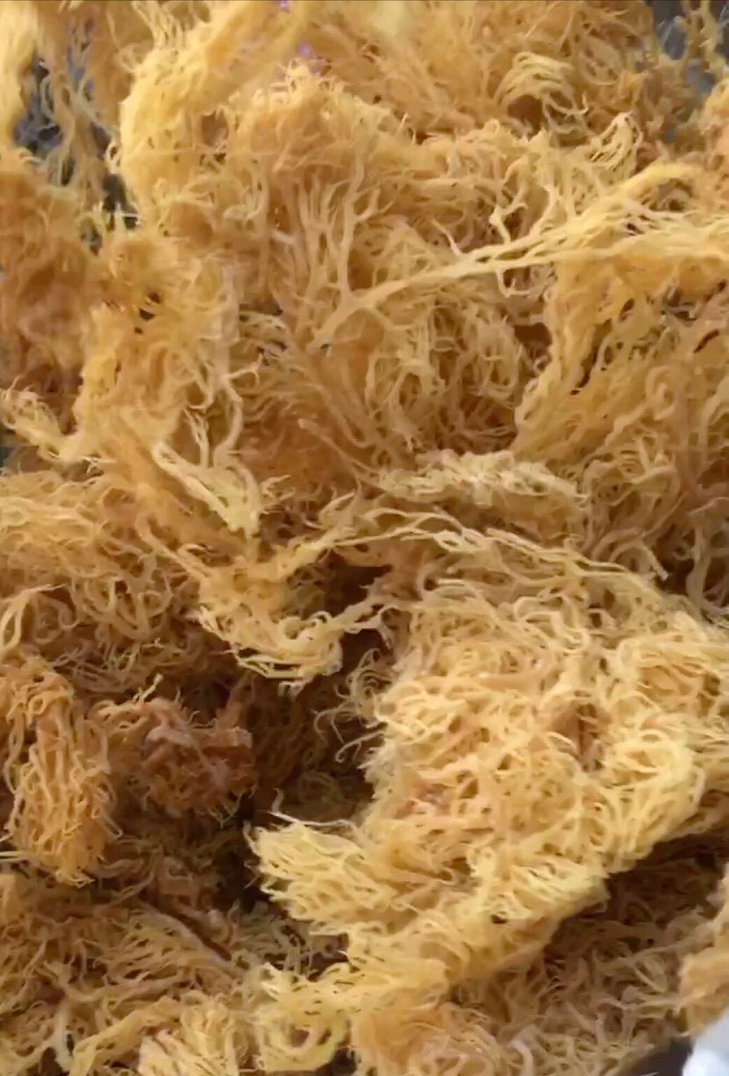 Wild Crafted  Sea Moss